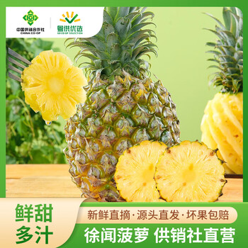 徐闻菠萝生鲜新鲜水果特产当季清香甜润供销社产地源头直发整箱 【中果】含箱5斤 (约2-3个果)