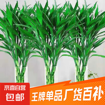 【富贵竹】广州发货水培植物好养懒人节节高供佛办公室内礼物七夕 富贵竹60cm10支