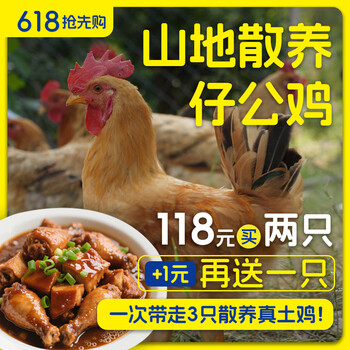 蛋鲜森 山地散养仔公鸡 650g*3只装
