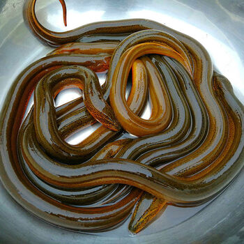 黄鳝苗长鱼苗鳝鱼活体鱼苗小黄鳝苗淡水养殖鳝苗活体包活 盘龙鳝1斤