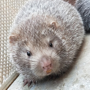 竹鼠苗活体竹鼠种苗红颊黑白小白竹鼠幼崽竹老鼠宠物鼠鼠苗 竹鼠1斤