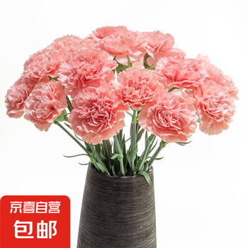 【康乃馨】京东冷链鲜花云南基地直发女神节礼物花束多色花期长4 粉钻康乃馨10枝