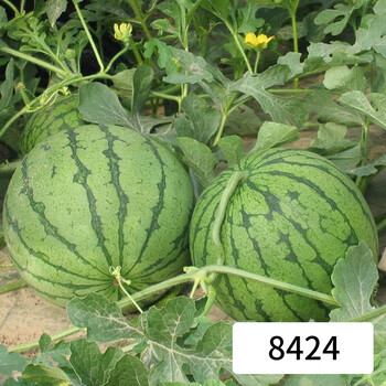 园艺春季庭院阳台种植西瓜嫁接苗秧8424早佳巨型懒汉四季盆栽蔬菜8424西瓜苗 5棵 图片价格品牌报价 京东