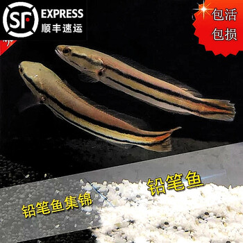 大铅笔鱼活体雷龙小盾鳢多曼大型凶猛肉食鱼热带观赏鱼苗顺丰大铅笔苗7 8cm三条顺丰给饲料鱼 图片价格品牌报价 京东