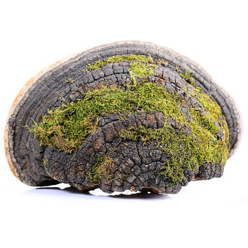 栢晟 长白山野生裂蹄层孔菌 裂蹄层 野生裂蹄灵芝 裂蹄孔菌250g