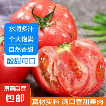 新鲜沙瓤大番茄 5斤 净重
