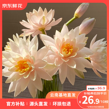 京东鲜花 圣心百合5枝云南鲜花基地直发源头直发