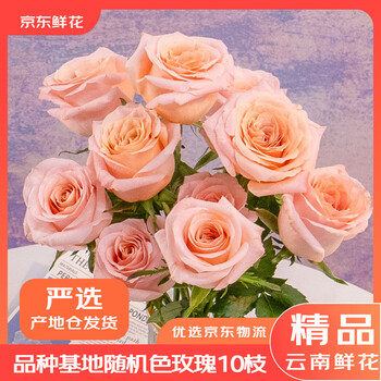 京东鲜花 产地仓严选 玫瑰随机色10枝鲜花束搭配节日礼物云南鲜花