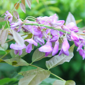 树苗多花紫藤花苗紫颜色紫藤攀援植物庭院别墅攀爬植物玉碎藤10年苗