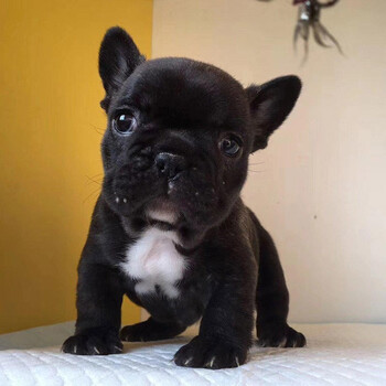 幼犬活体纯种宠物狗狗法国斗牛犬活体幼崽 黑色-高品质 公【图片 价格