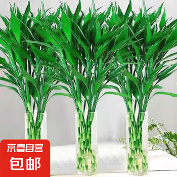 京喜加 富贵竹 水培植物 70cm 10枝