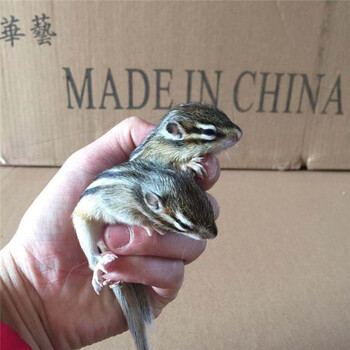 灵狐之家 人工养殖松鼠金花松鼠亚成体活体幼崽金花幼崽宠物粮食笼子