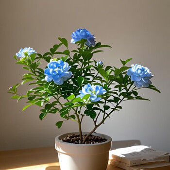 【新品】九里香浓香型植物水养千里香室外内庭院好养驱蚊花卉 新品:浓香【蓝色】四季重瓣+花期288天 当季小苗_不开花【裸根无土无盆】