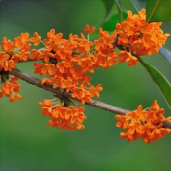 中梦桂花树苗盆栽植物老桩室内外金桂八月桂花 状元红 3年中苗