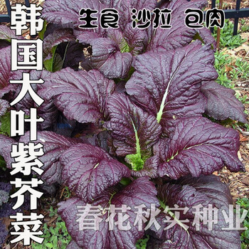 韩国进口紫芥菜种子蔬菜种子春夏秋四季播种子阳台盆栽大田易种紫芥菜50克 图片价格品牌报价 京东