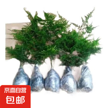咏花嘲花 文竹苗绿植盆景四季常青包活好养发财树绿萝室内外绿植花卉盆栽 小文竹2份
