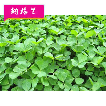 黄花草头种子金花菜种子食用苜蓿野菜籽农家春四季播耐寒蔬菜种子ngl 金花菜种子 原装25克 图片价格品牌报价 京东 黄花草头种子金花菜种子食用苜蓿野菜籽农家春四季播耐寒蔬菜种子ngl 金花菜种子 原装25克 图片价格品牌报价 京东