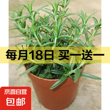 迷迭香苗盆栽可食用驱蚊植物香草薄荷苗绿植物室内煎牛排水培花卉 迷迭香原盆土一盆 盆径约12cm 含盆高约25cm