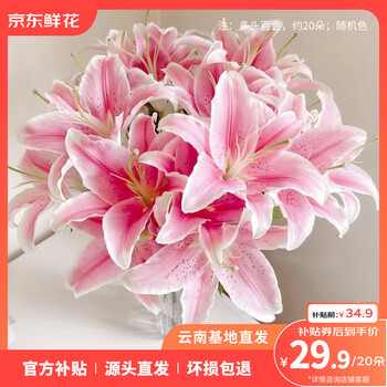 京东鲜花 香水百合20朵鲜花