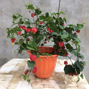 藤本爬藤植物盆栽灯笼花苗蔓性风铃花四季开花花卉观花植物室内花蔓性风铃花精品小苗带花苞带盆栽好 图片价格品牌报价 京东 藤本爬藤植物盆栽灯笼花苗蔓性风铃花四季开花花卉观花植物室内花蔓性风铃花精品小苗带花苞带盆栽好 图片价格品牌报价 京东