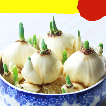 漳州水仙花水养盆栽水培秋冬室内客厅桌面四季美观花卉植物抖音 水仙