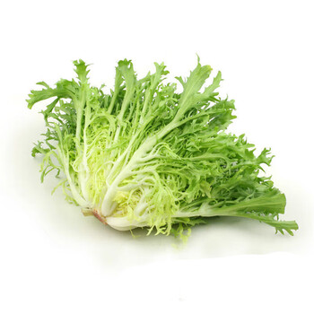 苦菊菜新鲜 苦叶生菜苦苣沙拉菜配菜凉拌苦菊生吃  团建生鲜送礼 5斤