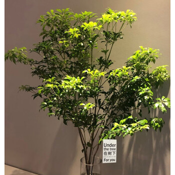 恒日晟马醉木水培植物鲜切枝条树枝室内绿植吊钟树苗水养盆栽活树 120