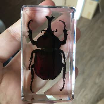 透明树脂创意小摆件幼儿园教学观察玩具甲虫各种昆虫 色 巨叉独角仙
