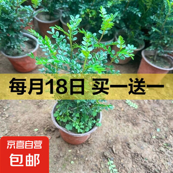 迩英阁实拍正宗清香木胡椒盆栽室内外绿植花卉驱蚊四季常青好养老 原盆原土 2年清香木一盆(高20cm左右)