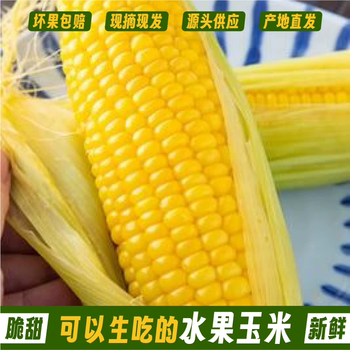 树悦 云南水果玉米新鲜甜玉米现摘玉米棒生鲜蔬菜可生吃火锅食材 4-4.5斤精选装新鲜采摘 自有农场