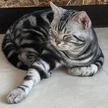 美短猫活体宠物猫 猫咪活体 【保活到家 终身售后】虎斑纯种美国短毛