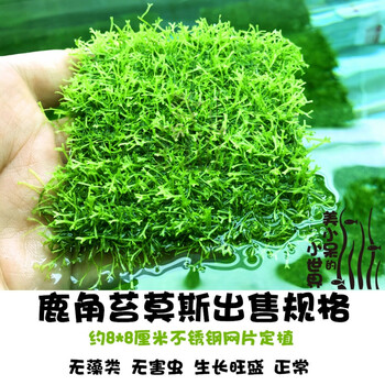 鱼缸沉木造景莫斯美凤水晶鹿角苔火焰珊瑚垂泪松茸怪厥大三角水草鹿角苔莫斯一片 图片价格品牌报价 京东
