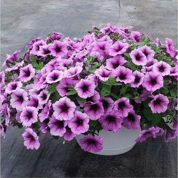 百万小玲带花盆栽花苗舞春花矮牵牛垂吊四季庭院室内外穴抖音 紫色