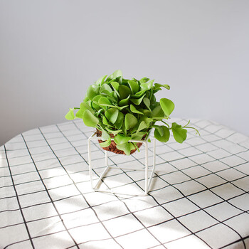 空气凤梨风不动小苹果爱园果无土植物懒人植物家居绿植 小苹果 白色