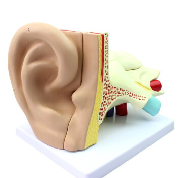 颐诺 体螺旋器corti器科蒂氏器官耳鼻喉科耳朵解剖医生使用模型 外耳