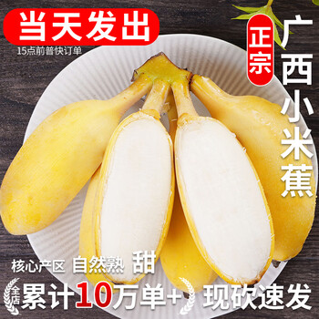 春福乐 广西小米蕉香蕉 精选5斤 净4.5斤