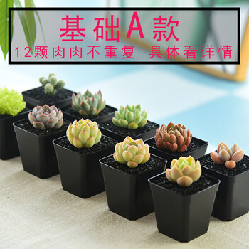 碟遇多肉组合多肉植物套餐多肉盆栽肉肉植物含盆带土批发肉嘟嘟室内办公室书房多肉套装a款经济款小黑方含盆 图片价格品牌报价 京东