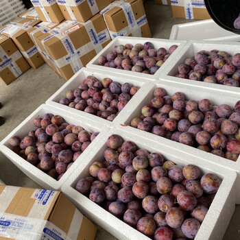 初石 特大果 四川脱骨李 小脆红李 净重4.5斤单果15-25g+