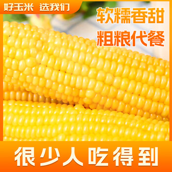 芸芸致实 2025新鲜东北黄糯玉米 290g起*5根