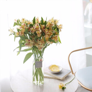 plus花加优选水养鲜切花瓶插花桌面装饰清新礼物速递花束 六出花10枝