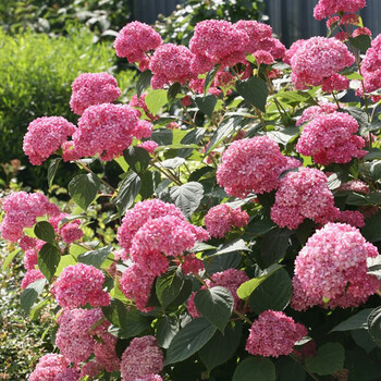 海蒂的花园粉色贝拉安娜乔木绣球落叶花灌木耐寒庭院室外盆栽植物