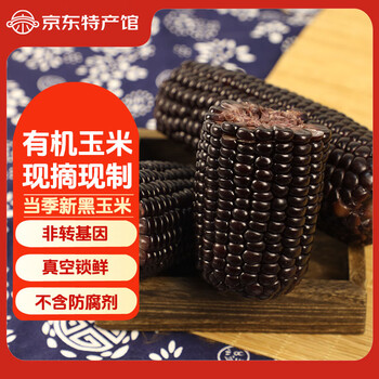 发鲜号有机糯玉米 黑糯玉米棒新鲜糯玉米新鲜蔬菜非转基因玉米甜糯玉米 精品黑糯10支(单只150-180g)