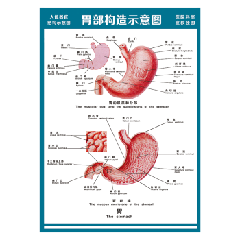 医院科室宣教挂图人体结构示意图器官解剖图全身骨骼图宣传画墙贴纸覆膜防水贴纸WSA51 WSA51-18 胃部构造示意图 120*80厘米 覆膜防水PP贴纸