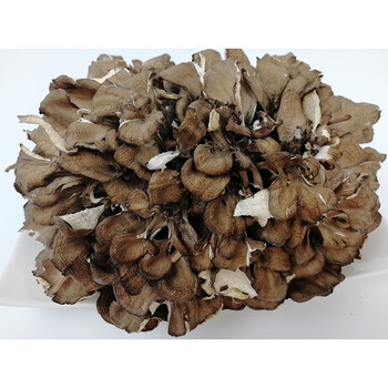 新货舞茸灰树花干货无泥沙新鲜舞茸茶灰树菇栗蘑香菇500g 图片价格品牌报价 京东