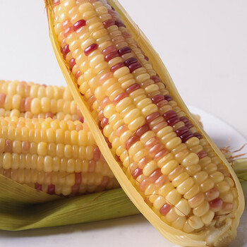 山西忻州新鲜花糯玉米棒2200g