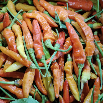 江西赣南新鲜霸王辣特辣红辣椒指天椒朝天椒小米椒可做辣椒酱 5斤