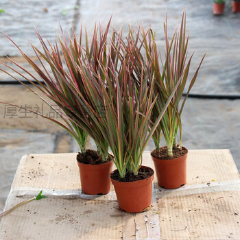 铁盆栽室内精品绿植五彩千年木盆景马尾铁 七彩铁单杆多头高75-90厘米