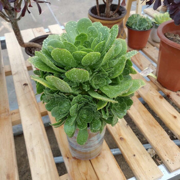 蝶遇大型多肉植物法师系列精品老桩铜壶紫羊绒万圣节法师欧紫绿羊绒圆叶法师锦多肉植物绿植花卉盆栽办公室内绿羊绒25厘米手捧花不含盆 图片价格品牌报价 京东