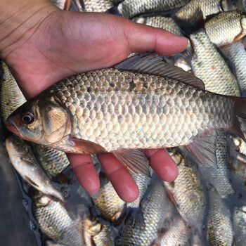 【赠品】苏北正宗野生鲫鱼 新鲜现杀 一份250g装 数量2-3条