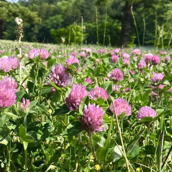 逸棵草坪种子草种籽地面覆盖绿化草皮快速成景多年生高羊茅白三叶早熟禾多种草籽红三叶250克 有效抑制杂草 耐 8 图片价格品牌报价 京东